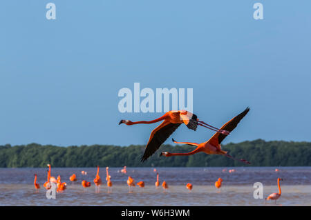 American Flamingos (Phoenicopterus ruber) stehen im Wasser mit zwei Vögeln, die im Vordergrund fliegen, dem Biosphärenreservat Celestun Stockfoto