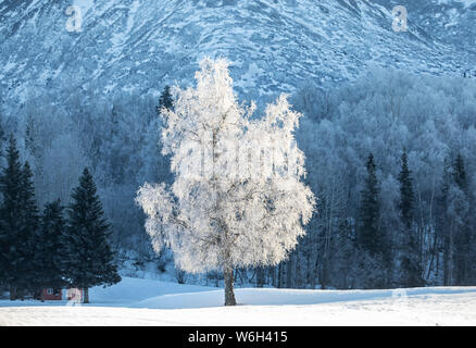 Baum bedeckt mit Reif im Vordergrund mit einem Wald und Berg im Hintergrund; Alaska, Vereinigte Staaten von Amerika Stockfoto