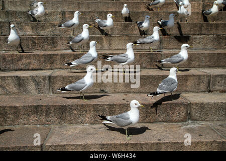 Eine große Gruppe von Möwen steht auf der Treppe, die von der Kathedrale in Helsinki und wathing neugierig die Umgebung. Stockfoto