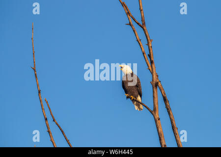 Der Weißkopfseeadler (Haliaeetus leucocephalus) ruft Sie an, während sie in einen Baum vor blauem Himmel thront, Alaska, Vereinigte Staaten von Amerika Stockfoto