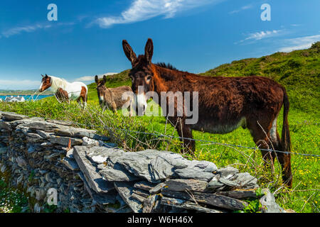 Pferd und zwei Esel grasen in üppigem Gras in einem Feld entlang der Küste von Irland, Roaringwater Bay; Erben Insel, County Cork, Irland Stockfoto