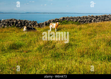 Kühe grasen in üppigem Gras in einem Feld entlang der Küste von Irland, wilden Atlantik, Insel Inishmore, County Galway, Irland Stockfoto