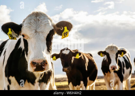 Neugierige Holstein-Kühe, die auf die Kamera blicken, während sie auf einem eingezäunten Gebiet mit Identifikationsschildern in den Ohren auf einem robotischen Milchviehbetrieb, d... Stockfoto