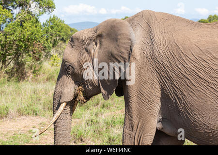 Close-up Farbfoto der Leiter des einzigen Elefanten Erwachsener im Profil, auf Ol Pejeta Conservancy, Kenia. Stockfoto