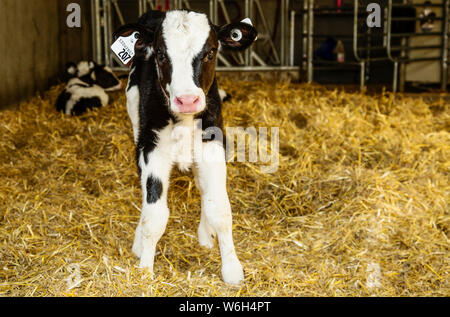 Ein Kalb Schwarzbunt in einem Stall mit Kennzeichnungen in den Ohren auf einem robotic Dairy Farm, nördlich von Edmonton, Alberta, Kanada Stockfoto