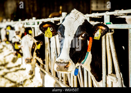 Holstein-Milchkuh mit Identifikationsschildern an den Ohren, die auf die Kamera blicken, während sie in einer Reihe entlang einer Schiene einer Futterstation auf einem Robo... Stockfoto