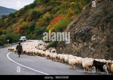 Schäfer herding Herde Schafe entlang der georgianischen Military Road, Zhinvali Dorf, Mtskheta-Mtianeti, Georgien Stockfoto