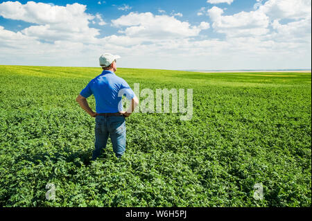 Ein Landwirt blickt auf ein mittelwuchtiges Kichererbsen-Feld, in der Nähe von Kincaid; Saskatchewan, Kanada Stockfoto