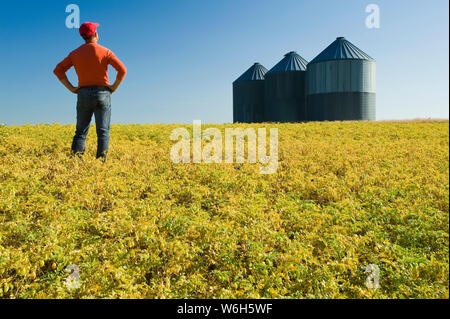 Ein Bauer blickt auf die Reifung kichererbse Feld, in der Nähe von Kincaid, Saskatchewan, Kanada Stockfoto
