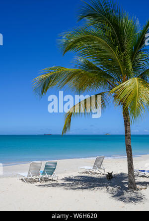 Hund sitzen im Schatten einer Palme auf der Insel Antigua, Antigua Stockfoto