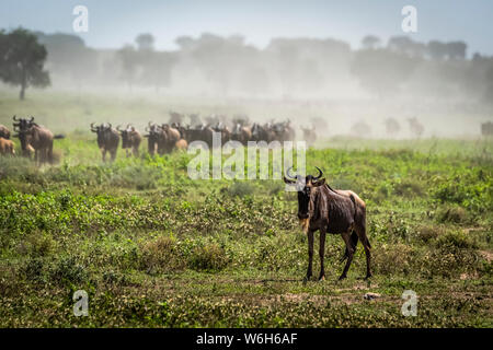 Blauer Gnus (Connochaetes taurinus) auf der Savanne, Serengeti Nationalpark; Tansania Stockfoto