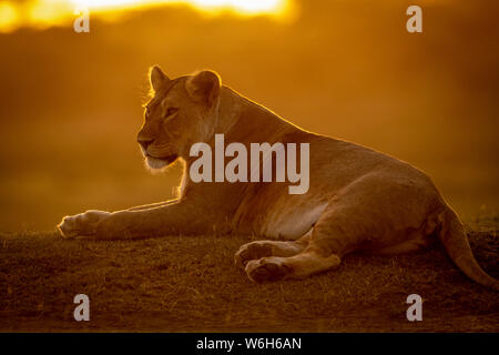Hintergrundbeleuchtung Löwin (Panthera leo) liegt vor bei Sonnenuntergang links, Serengeti National Park, Tansania Stockfoto