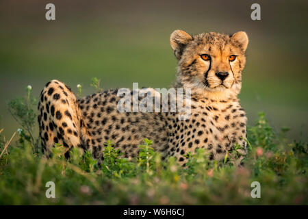 Geparden-Junge (Acinonyx jubatus) mit Catchlights liegt in Büschen, Serengeti Nationalpark; Tansania Stockfoto