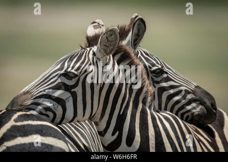 In der Nähe der Ebenen Zebras (Equus quagga) ruht auf einem anderen, Serengeti National Park, Tansania Stockfoto