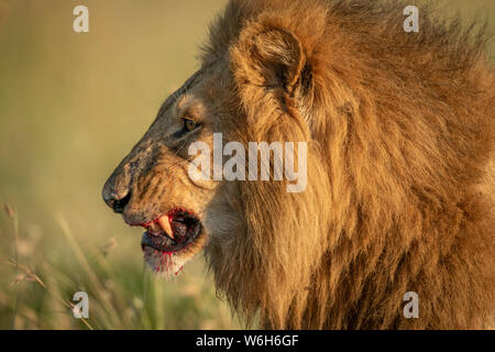 Nahaufnahme der männliche Löwe (Panthera leo), blutige Zähne, Serengeti National Park, Tansania Stockfoto