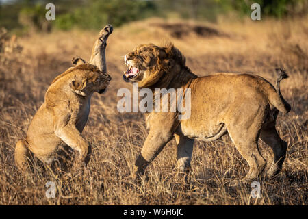 Eine Löwin (Panthera leo) ist dabei, nach der Paarung einen männlichen Löwen mit seiner Pfote zu schlagen. Beide haben goldene Mäntel und stehen auf einem Fleck verbrannter ... Stockfoto