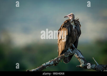 Hooded Vulture (Necrosyrtes monachus) auf toten Baum nach links, Serengeti National Park, Tansania Stockfoto