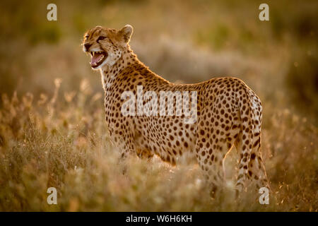 Weiblichen Geparden (Acinonyx jubatus) im Gras Aufruf jungen steht, Serengeti National Park, Tansania Stockfoto