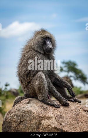 Olive baboon (papio Anubis) sitzt auf Felsen nach rechts, Serengeti National Park, Tansania Stockfoto