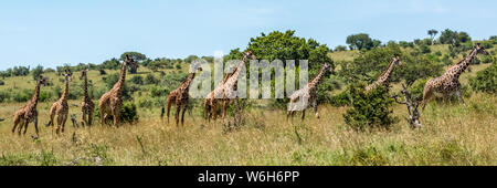 Panorama von zehn Masai Giraffe (Giraffa camelopardalis tippelskirchii) in Linie, Serengeti Nationalpark; Tansania Stockfoto