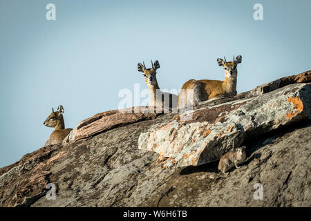 Drei Klippspringer (Oreotragus oreotragus) und Klippschliefer (Procavia capensis) auf Rock, Serengeti National Park, Tansania Stockfoto