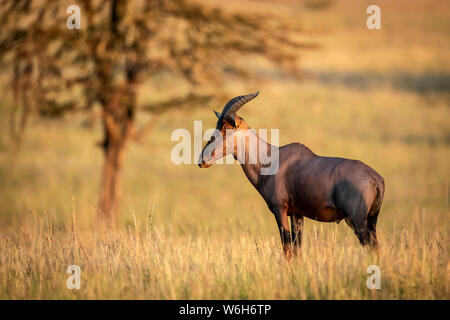 Topi (Damaliscus korrigum) stehen in langen Gras, Baum, Serengeti National Park, Tansania Stockfoto