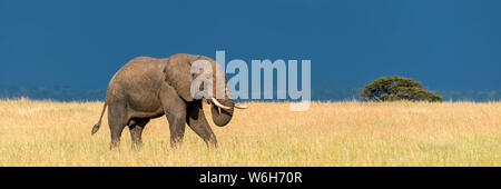 Panorama des afrikanischen Buschelefanten (Loxodonta africana) in der Savanne, der durch langes, goldenes Gras geht, das mit dem dunkelblauen Sturm c... Stockfoto