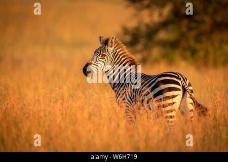 Ebenen Zebras (Equus quagga) im Gras beobachten Kamera steht, Serengeti National Park, Tansania Stockfoto