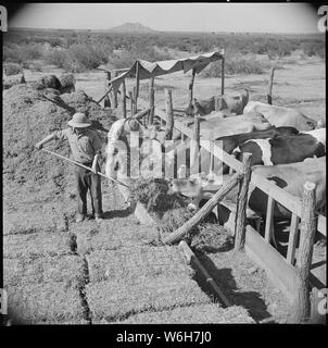 Gila River Relocation Center, Flüsse, Arizona. M. Fujita wird dargestellt, Füttern der Kühe in der Molkerei. . .; Umfang und Inhalt: Der vollständige Titel für dieses Foto lautet: Gila River Relocation Center, Flüsse, Arizona. M. Fujita wird dargestellt, Füttern der Kühe an die Molkerei Schule. Er arbeitet Tage auf der Hog Farm, und verbringt seine Abende an der Schule zu melken und die Pflege der Kühe zu erfahren. Vor der Evakuierung, Er war ein Erbauer von Fischerbooten am San Pedro, Kalifornien, aber jetzt hat sich voll und ganz in das lernen alles über Landwirtschaft geworfen. Stockfoto