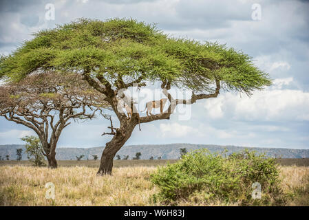 Zwei Erwachsene Löwinnen (Panthera leo) blicken von Ästen eines Akazienbaums im Serengeti Nationalpark; Tansania Stockfoto