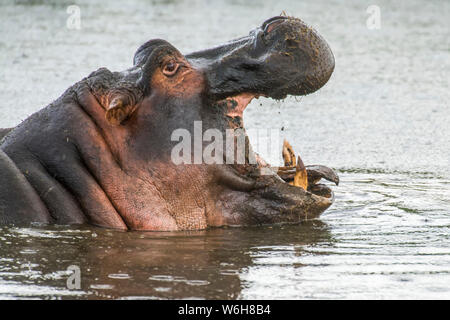 Seitenansicht Kopf geschossen von gähnen Flusspferd (Hippopotamus amphibius) in der Ngorongoro Conservation Area, Tansania Stockfoto