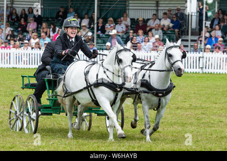 New Forest und Hampshire County Show 2019 - Doppel Trabrennen - Equestrian Event in der Arena hasten Stockfoto