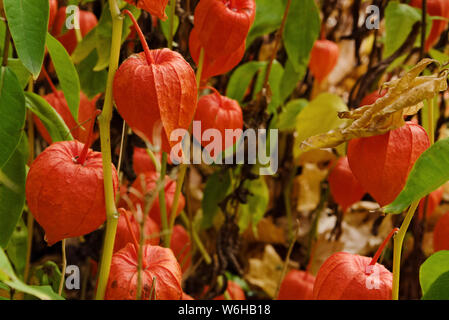 Herbst dekorative Pflanze Physalis alkekengi (auch als Chinesische Laterne, groundcherry oder Winter cherry bekannt) im Garten Stockfoto