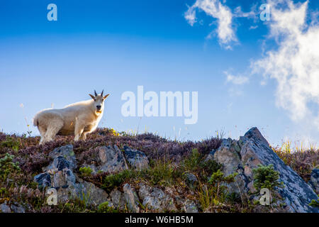 Schneeziege (Oreamnos americanus) auf ridge Hintergrundbeleuchtung durch Sonne, hohe Trail, der Olympische National Park Teilen; Washington, Vereinigte Staaten von Amerika Stockfoto