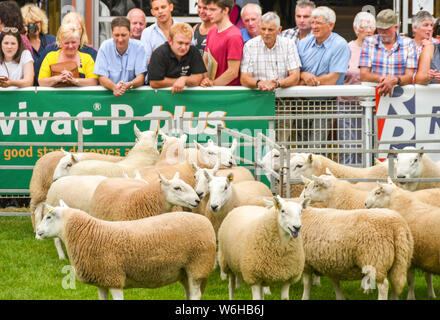 BUILTH WELLS, WALES - Juli 2018: Zuschauer, die Schafe in den Ring auf der Royal Welsh Show in Builth Wells, Powys, Wales. Stockfoto