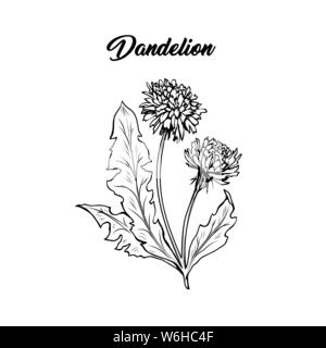 Blühende Löwenzahn freehand Vector Illustration. Feder Honig Pflanze, wildflower skizzieren. Fragile Sommerblume, Taraxacum Blätter und Blüten monochrom Stock Vektor