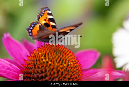Bunte Schmetterling Landung auf rosa Blume in Makro Stockfoto
