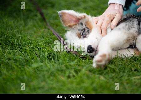 Border-Collie-Welpen Stockfoto