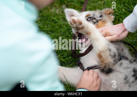 Border-Collie-Welpen Stockfoto