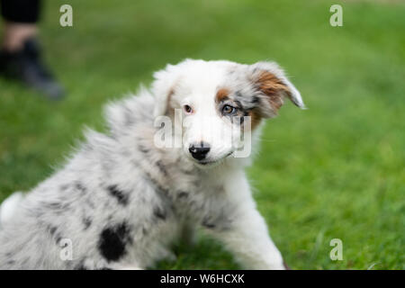 Border-Collie-Welpen Stockfoto
