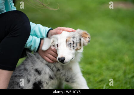 Border-Collie-Welpen Stockfoto