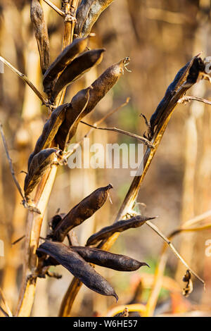 Gereifte Fava bean Pods auf ihrem Stengel vor der Ernte; Namao, Alberta, Kanada Stockfoto