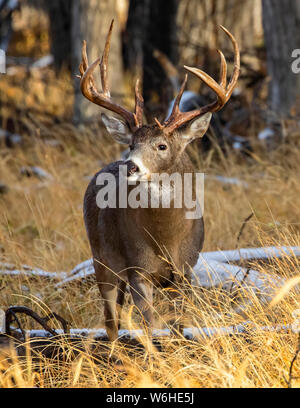 Weißwedelhirsche (Odocoileus virginianus), Denver, Colorado, Vereinigten Staaten von Amerika Stockfoto