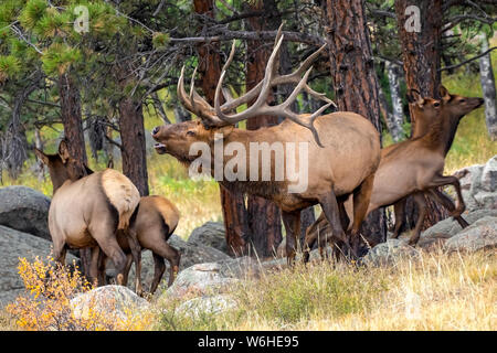 Bull elk (Cervus canadensis) mit Kuh und Kalb; Denver, Colorado, Vereinigte Staaten von Amerika Stockfoto