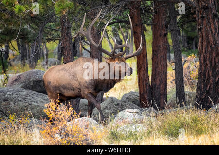 Bull elk (Cervus canadensis); Denver, Colorado, Vereinigten Staaten von Amerika Stockfoto