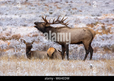 Bull elk (Cervus canadensis) bugling mit Kuh elk im Hintergrund; Denver, Colorado, Vereinigten Staaten von Amerika Stockfoto