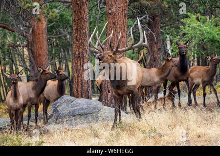 Bull elk (Cervus canadensis) mit Elch Kuh und Kalb; Denver, Colorado, Vereinigte Staaten von Amerika Stockfoto