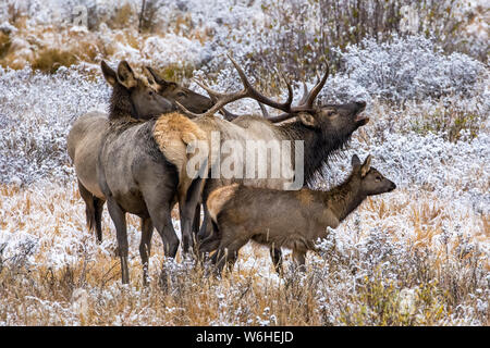 Bull elk (Cervus canadensis) mit Elch Kuh und Kalb; Denver, Colorado, Vereinigte Staaten von Amerika Stockfoto