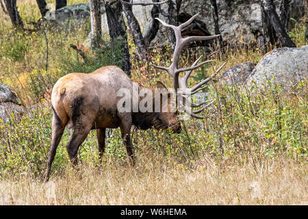 Bull elk (Cervus canadensis); Denver, Colorado, Vereinigten Staaten von Amerika Stockfoto