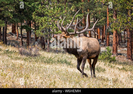 Bull elk (Cervus canadensis); Denver, Colorado, Vereinigten Staaten von Amerika Stockfoto